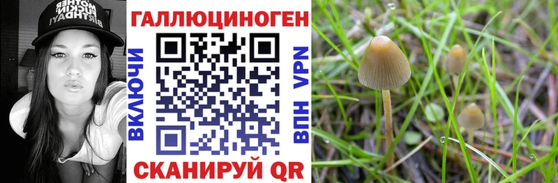 Галлюциногенные грибы Psilocybe  как найти закладки  Куртамыш 
